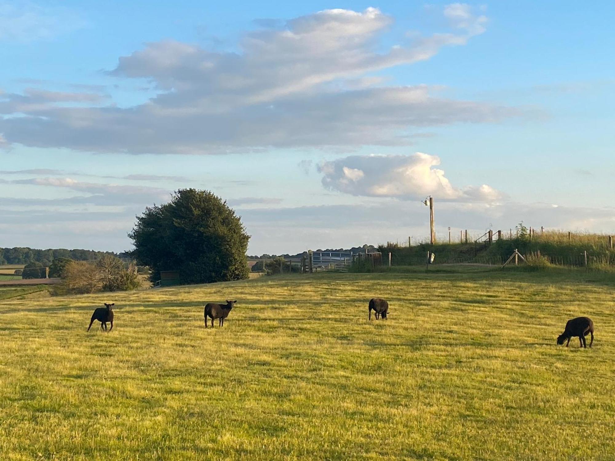The Little John Petite Cosy Log Cabin - Sleeps 2, Great For Romantic Breaks, Couples, Single Guests, Near Sherwood Forest At Fairview Farm, Nottingham Set In 88 Acres Blidworth Kültér fotó